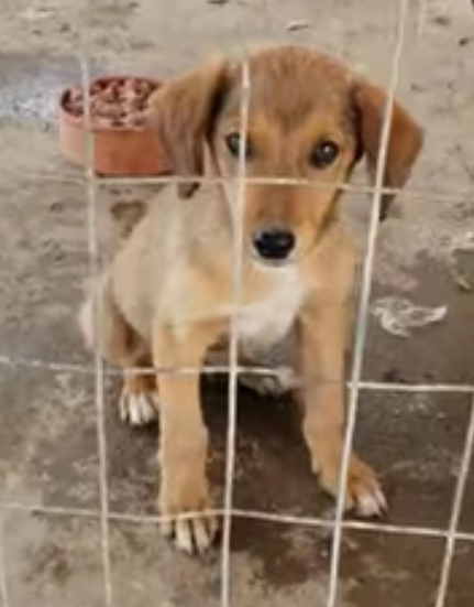 People were complaining that a puppy was in their garden...