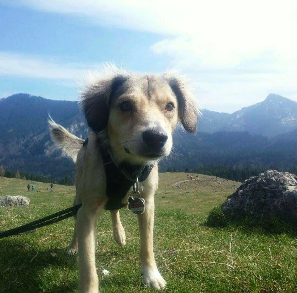 Kimik in Germany