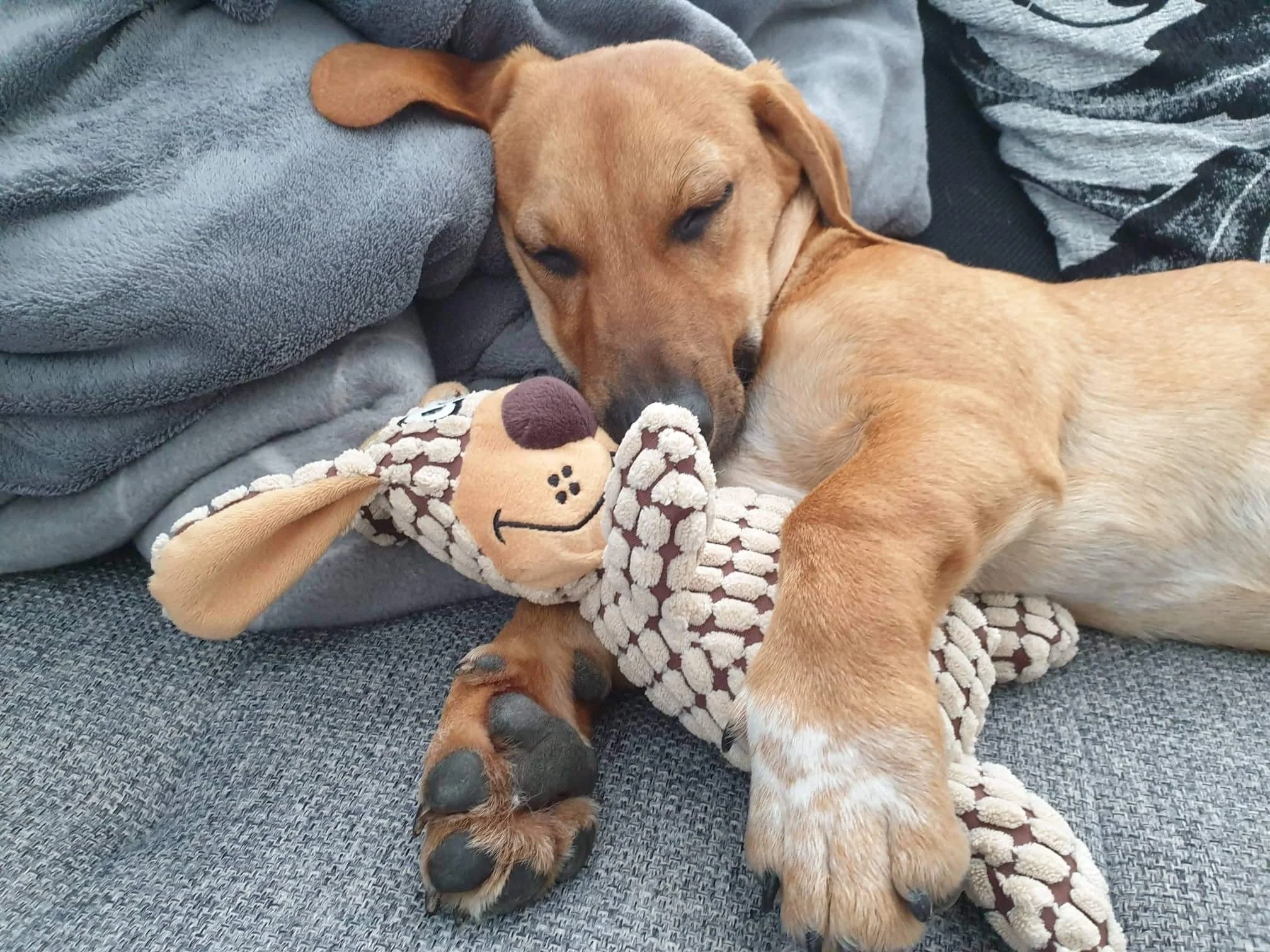 Odie in Germany