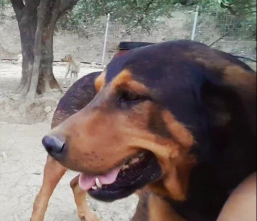 Big size dogs (>28 Kg)