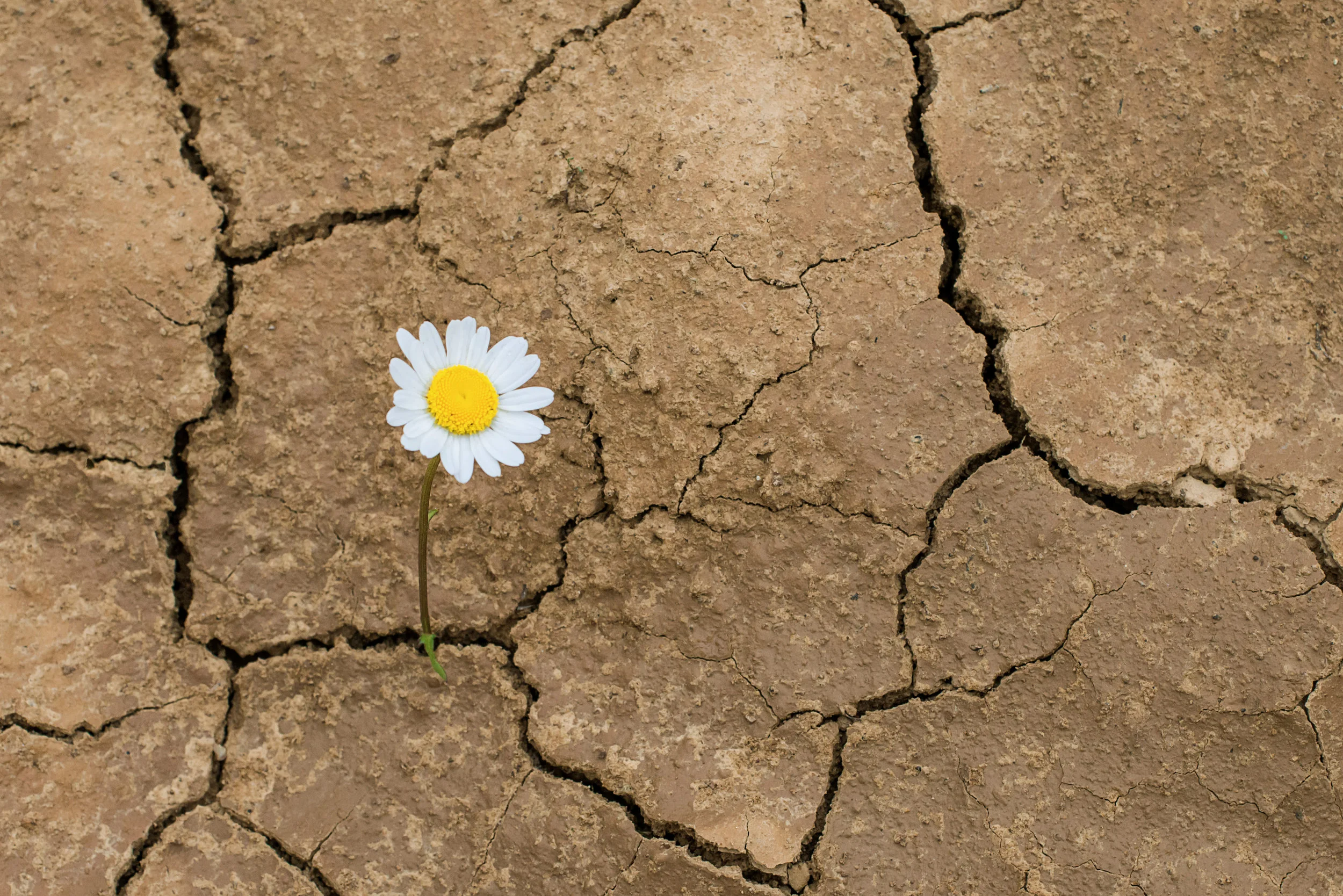 Bloom Where You’re Planted