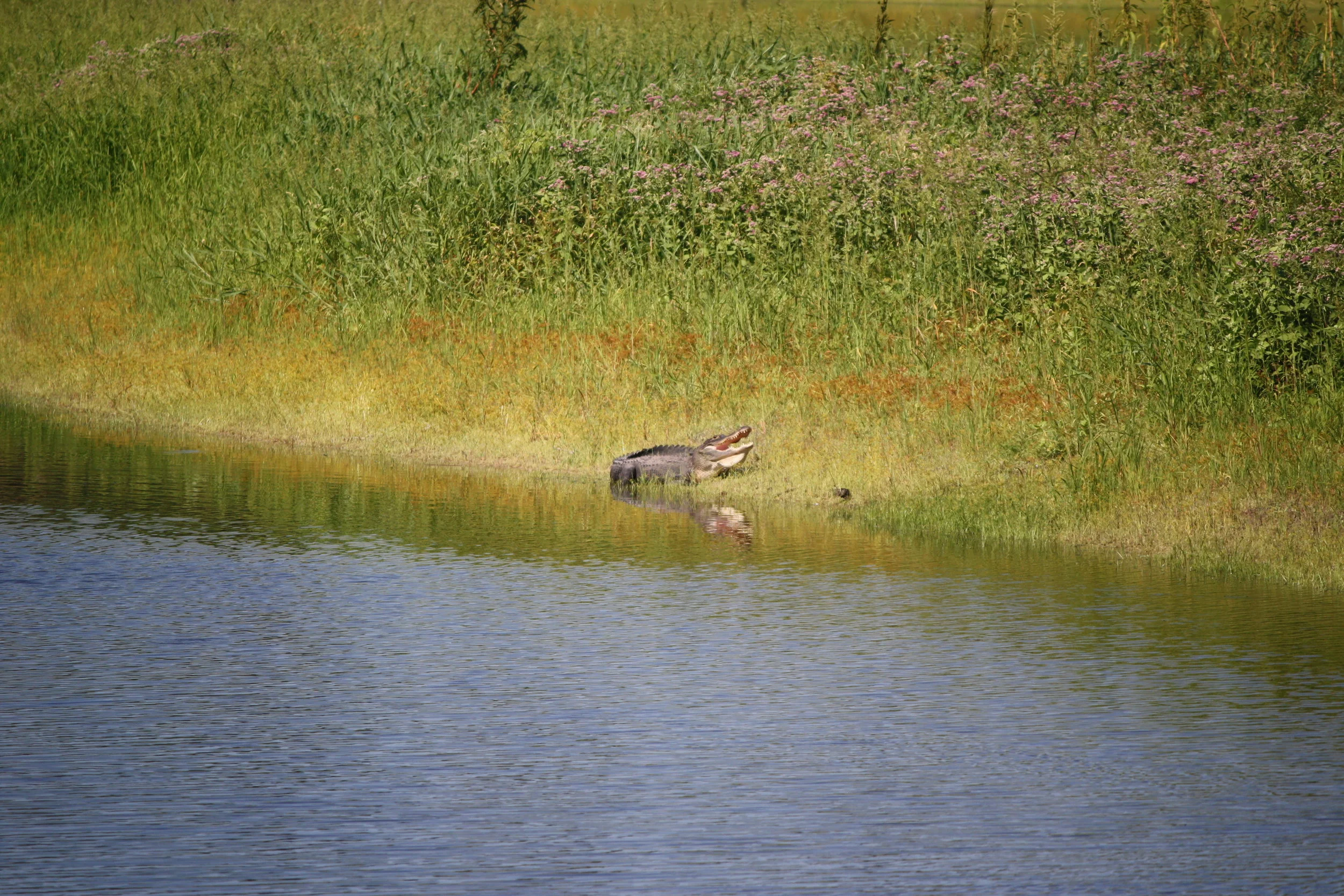 Myakka River State Park