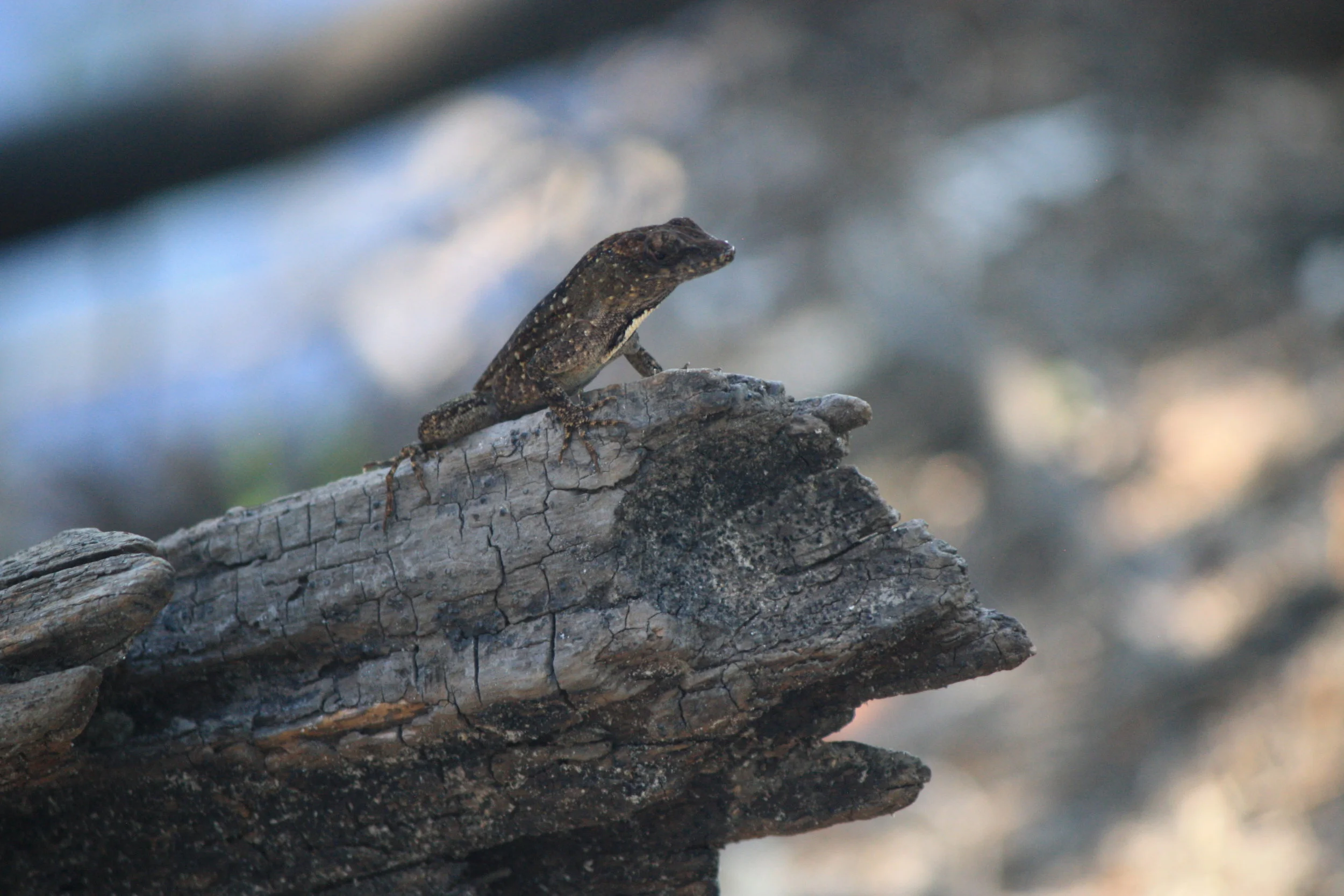 Myakka River State Park