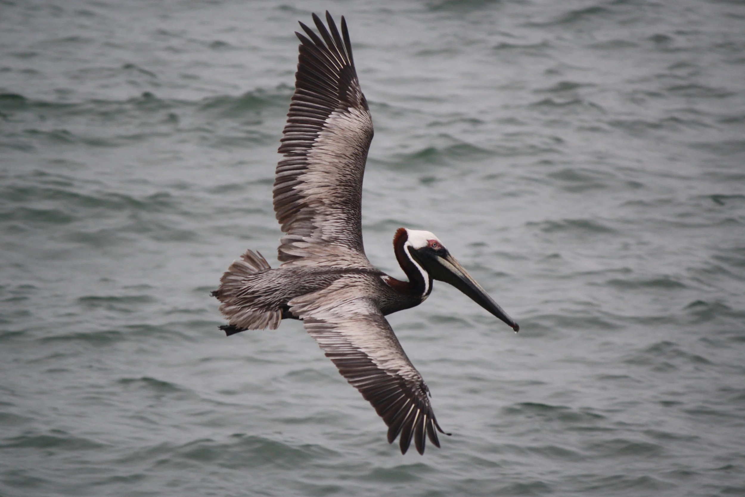 Skyway Fishing Pier State Park