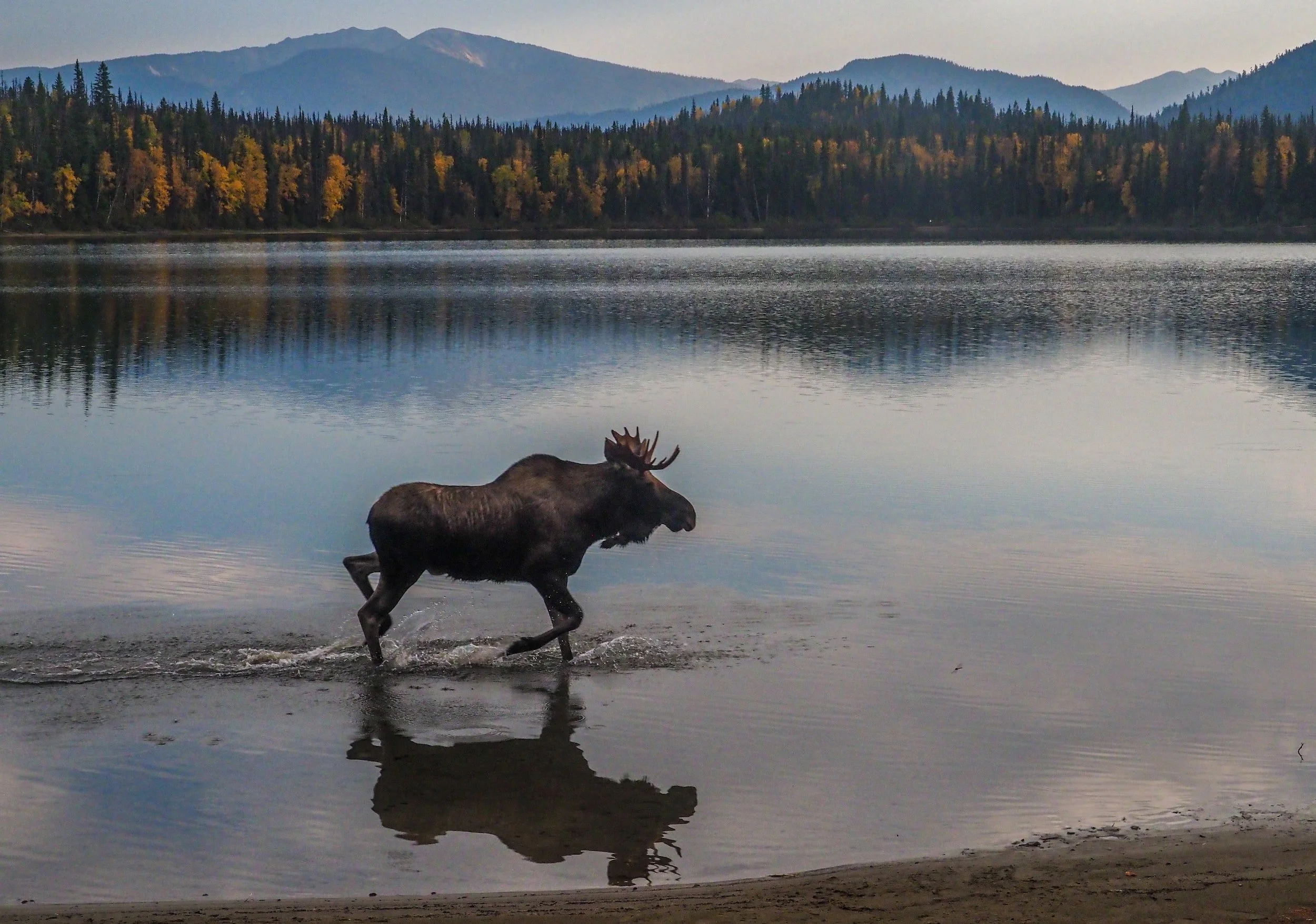 Wild Moose Chase