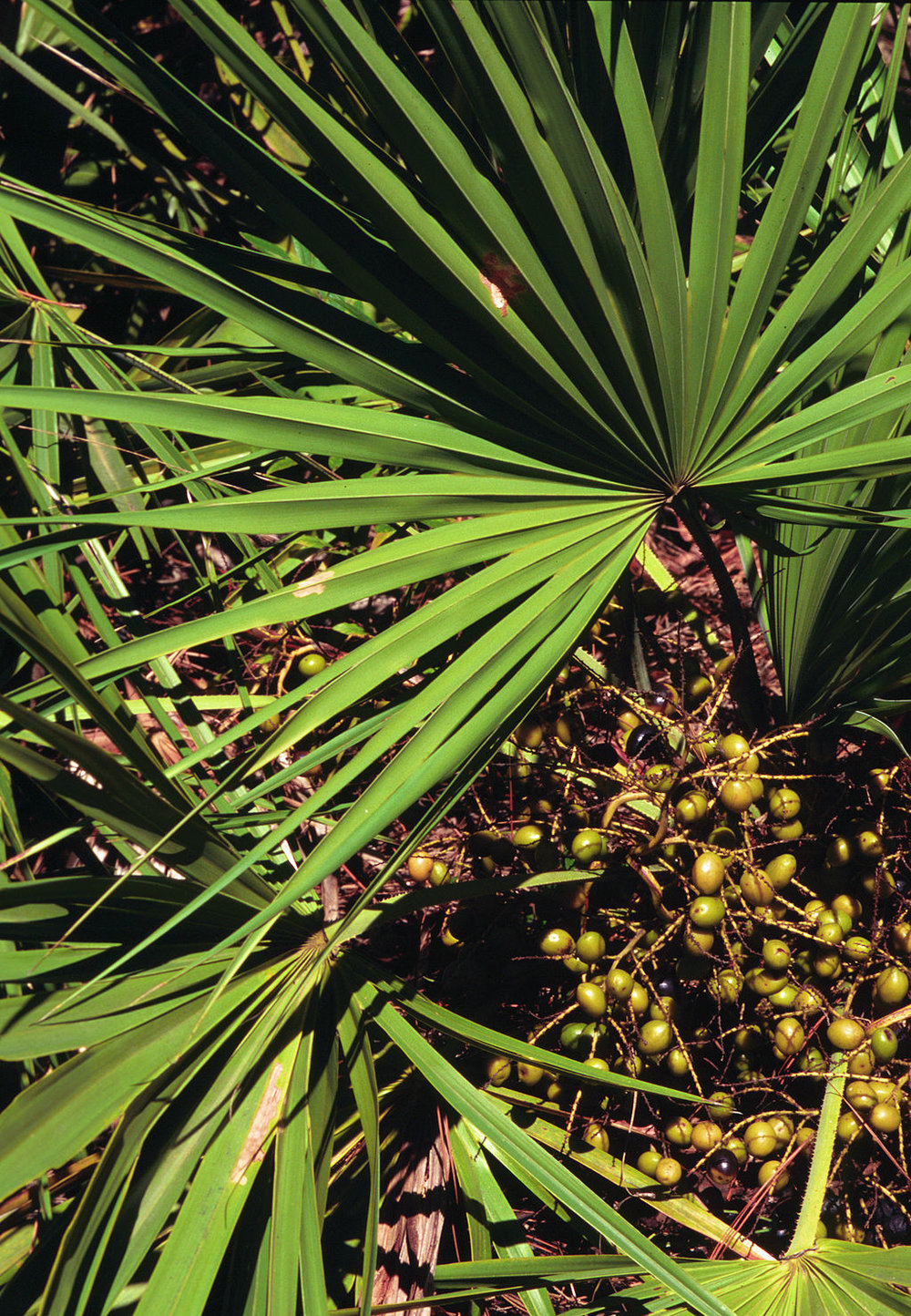 Saw Palmetto for Hair Loss