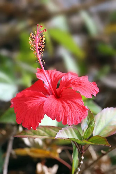 399px-Hibiscus_flower_TZ.jpg