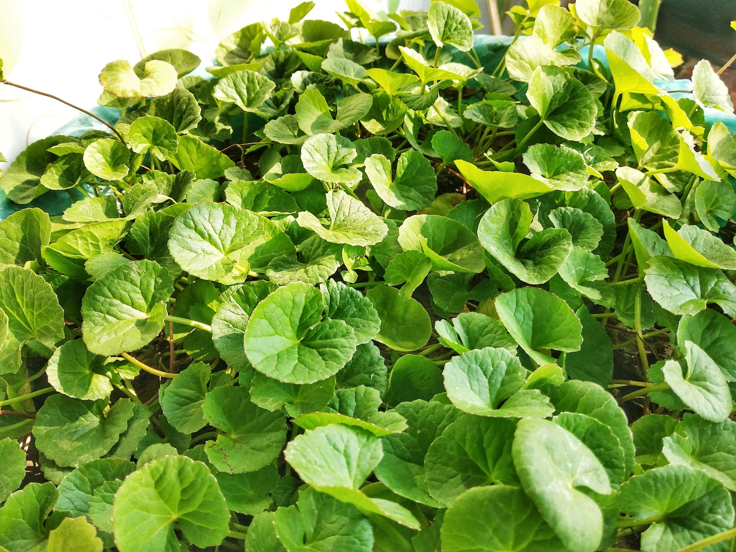 Centella_asiatica_(থানকুনি)_(3).jpg