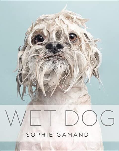 Wet Dog Sophoe Gamand.jpeg