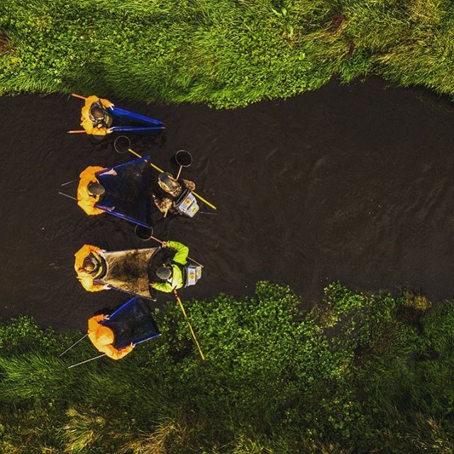 Get your science geek on and learn all about electro fishing and the rehabilitation project of the Waituna Creek by @lw_doc_fonterra  full video story link in bio. #fishhabitat #waitunalagoon #mysouthland @southlanddistrictcouncil
