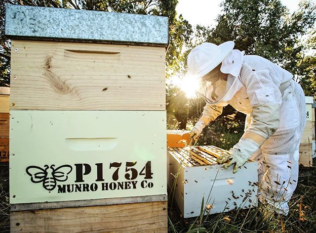 Check out the full video story on @stephmunro1 from @munrohoneyco link in bio. This lady is a superstar bee momma to 1.5 million bees.  @southlanddistrictcouncil @gwd_holden 📷@pix2envy #mysouthland