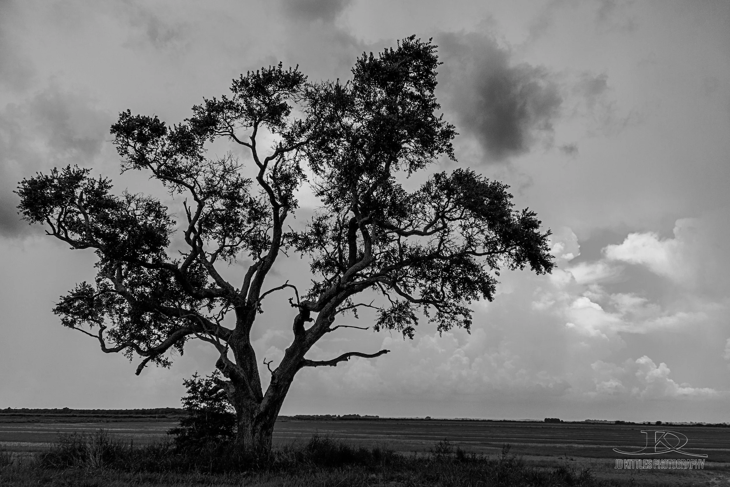 Taken in southern Louisiana 2016