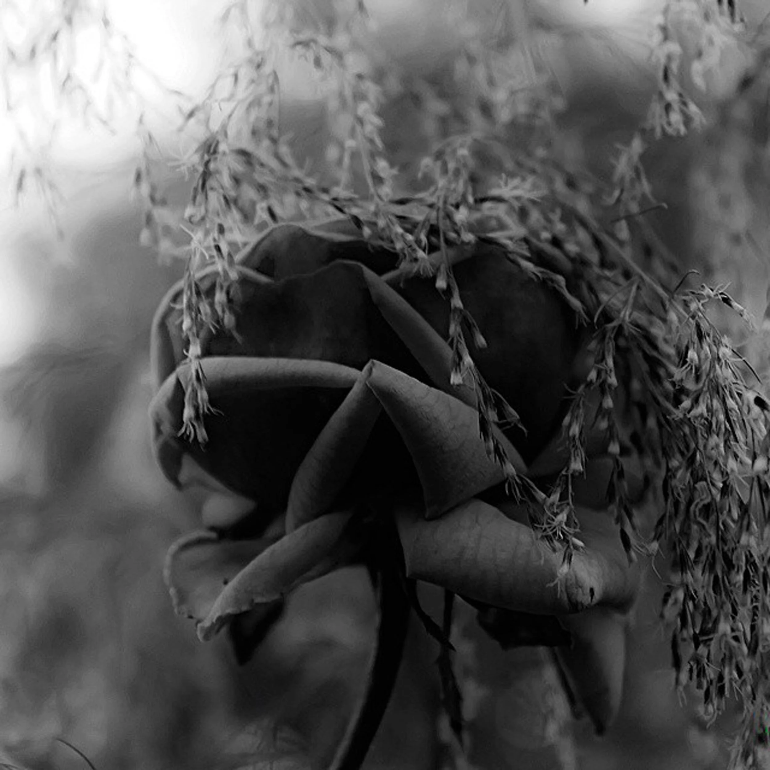 Taken in Eunice Louisiana 2016