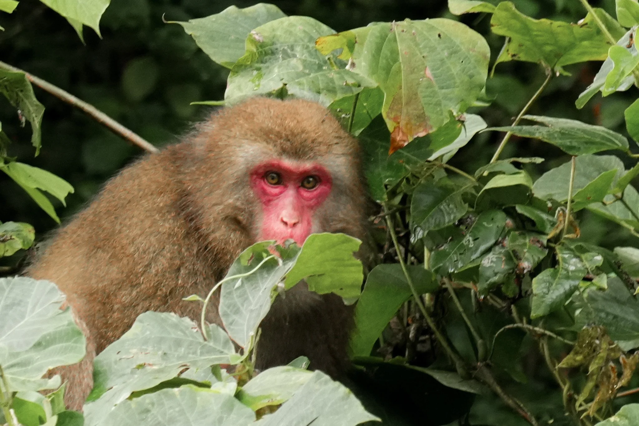 JAPAN MONKEY.JPG