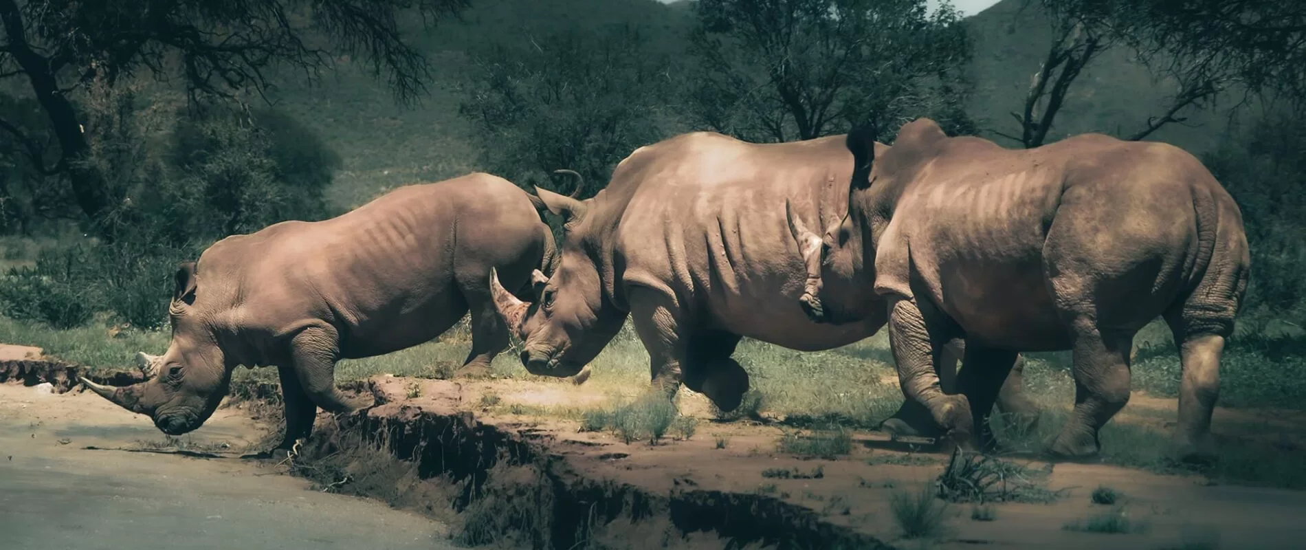 Rhinos-1-1900x800.webp
