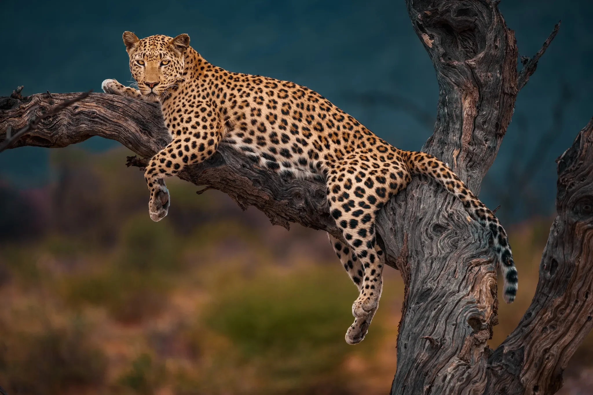 okonjima_lodge_namibialeopard-tree.webp