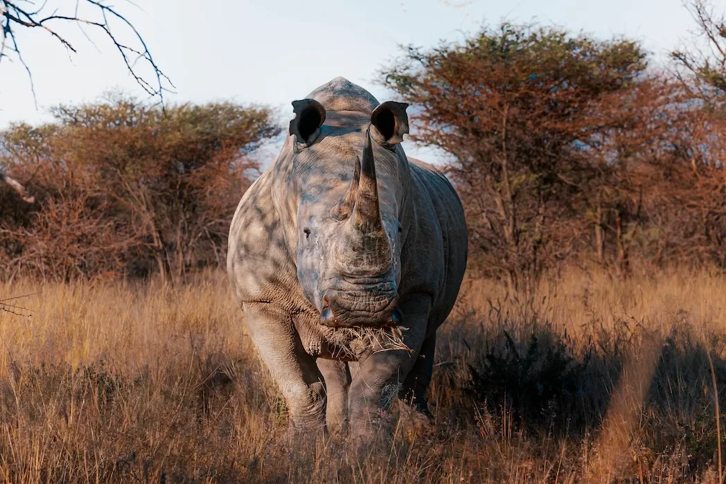 okonjima_lodge_namibia_rhino_trackingSD106595.webp