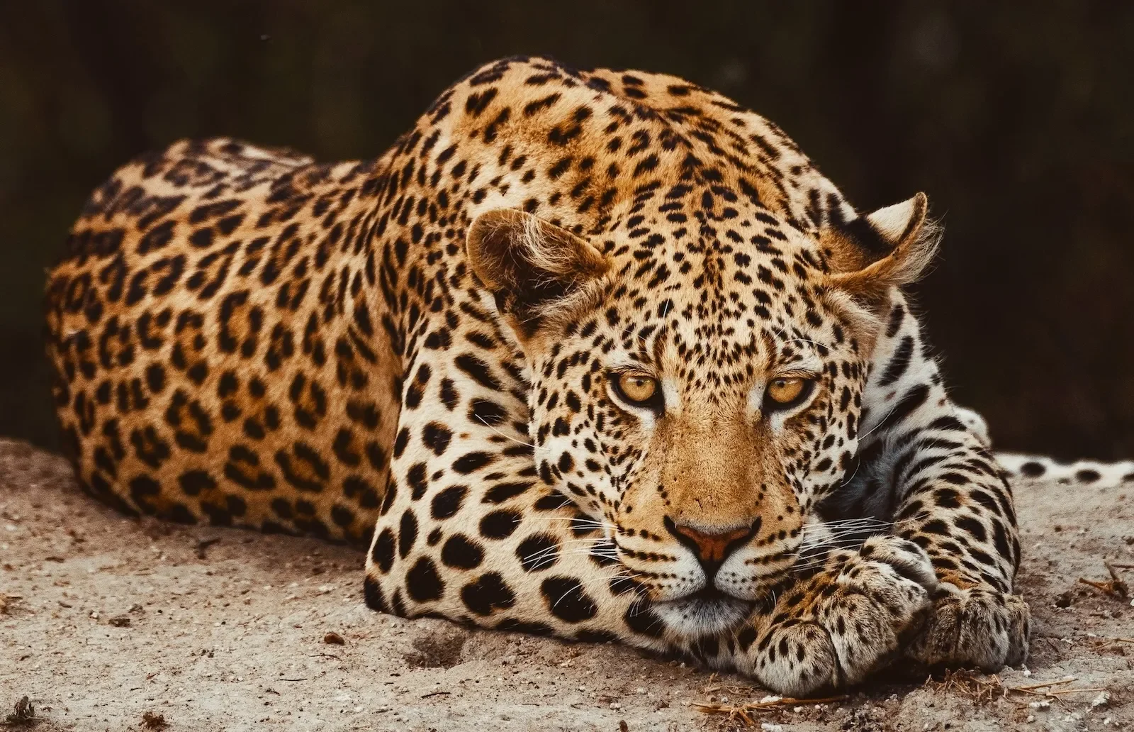 okonjima_lodge_namibialeopardsleepy-AHeinrich-2.webp