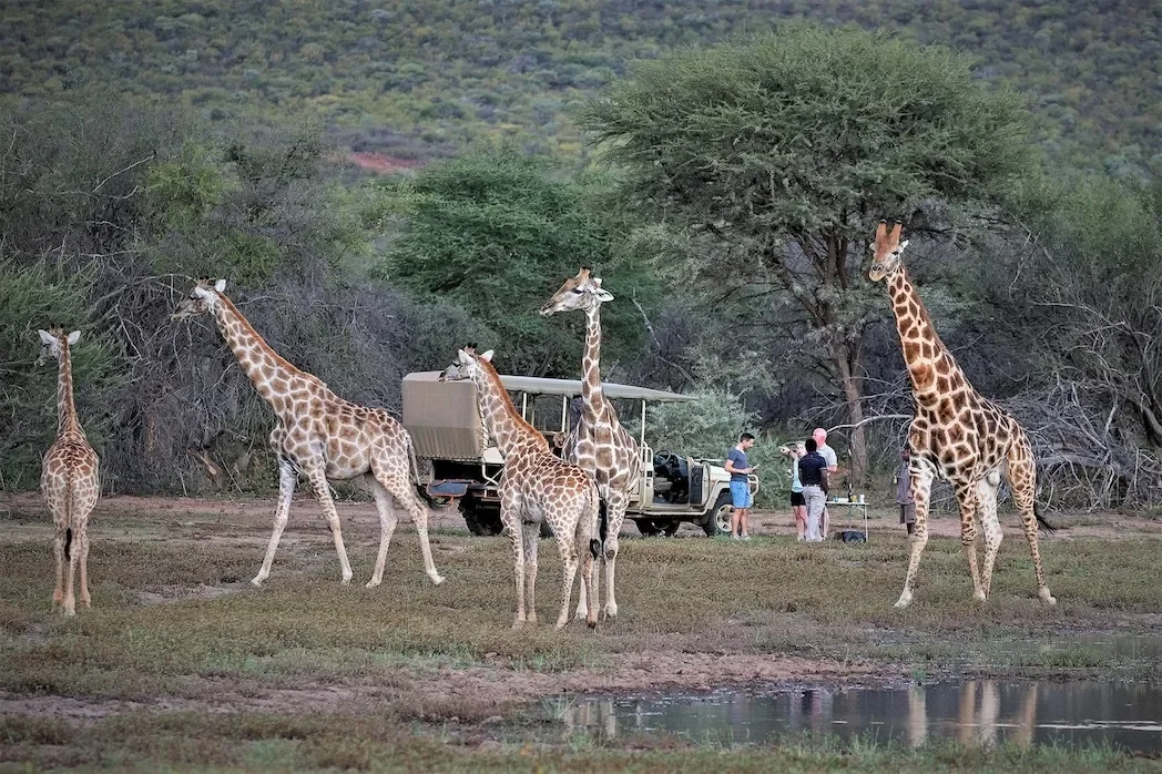 okonjima_lodge_nature_drive6.webp