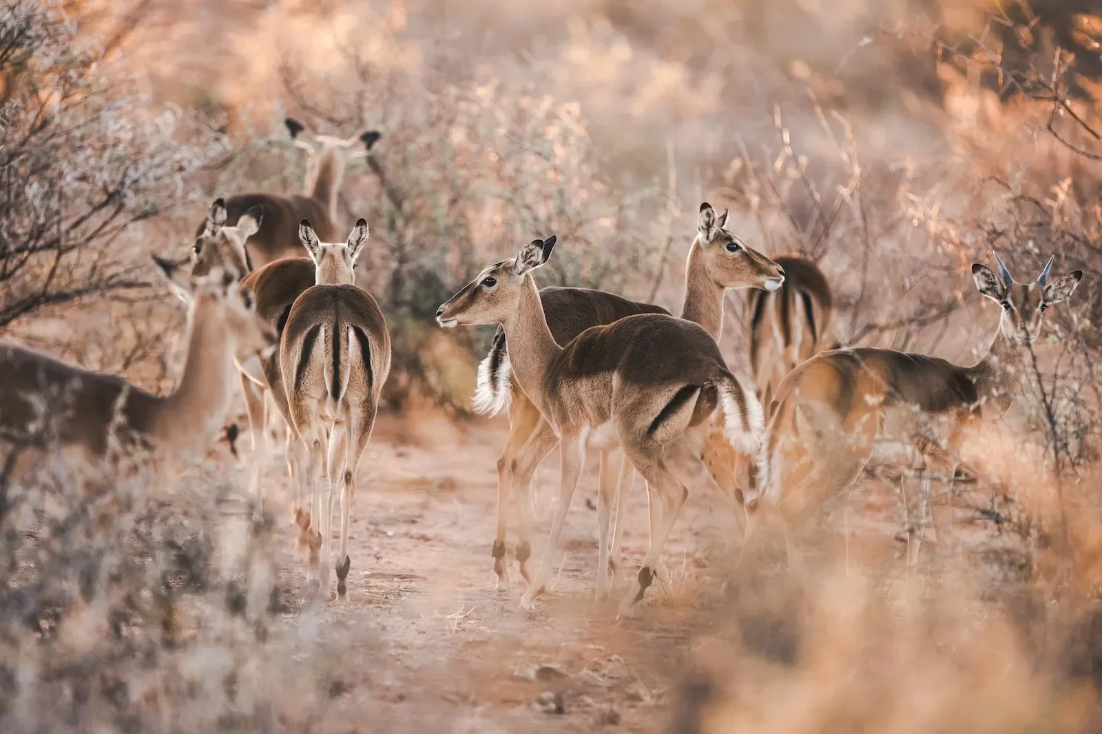 okonjima_lodge_nature_drive25.webp