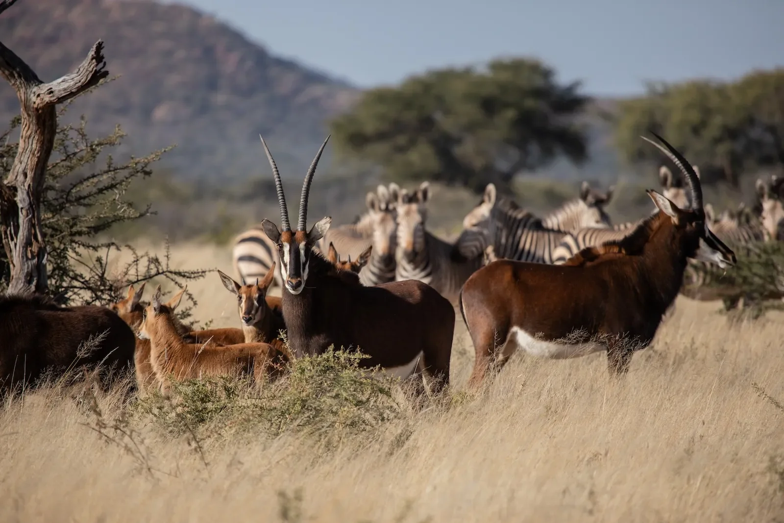 okonjima_lodge_nature_drive33.webp