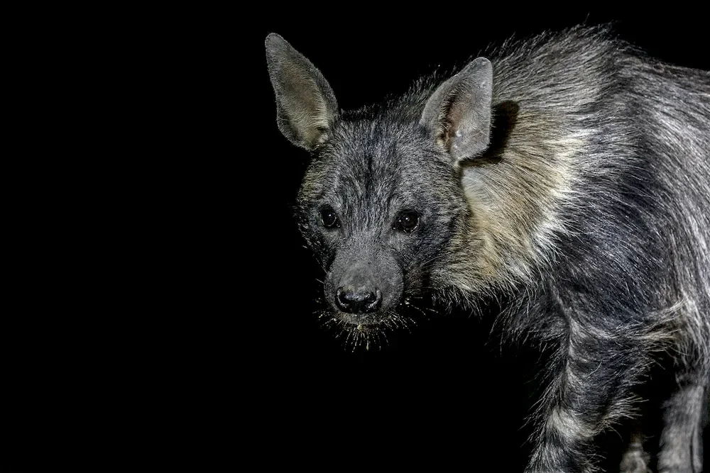 okonjima_lodge_nocturnal_drives22.webp