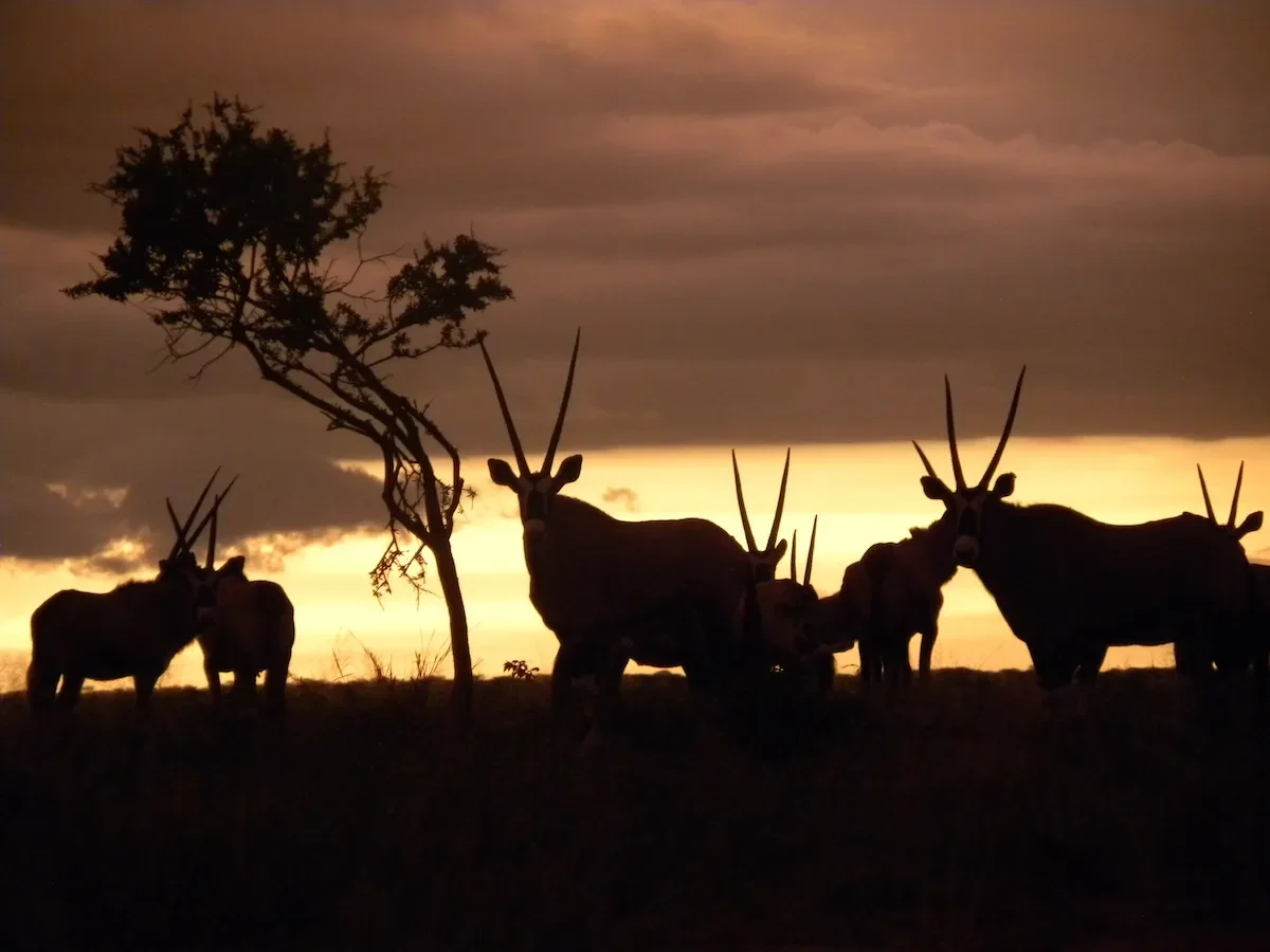 okonjima_lodge_nocturnal_drives27.webp