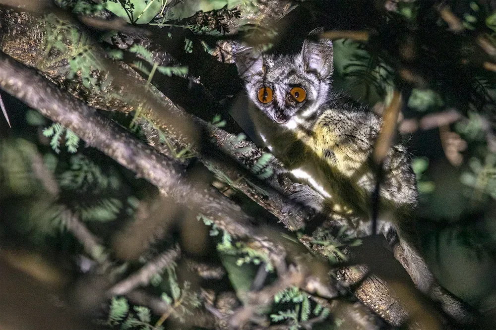 okonjima_lodge_nocturnal_drives28.webp