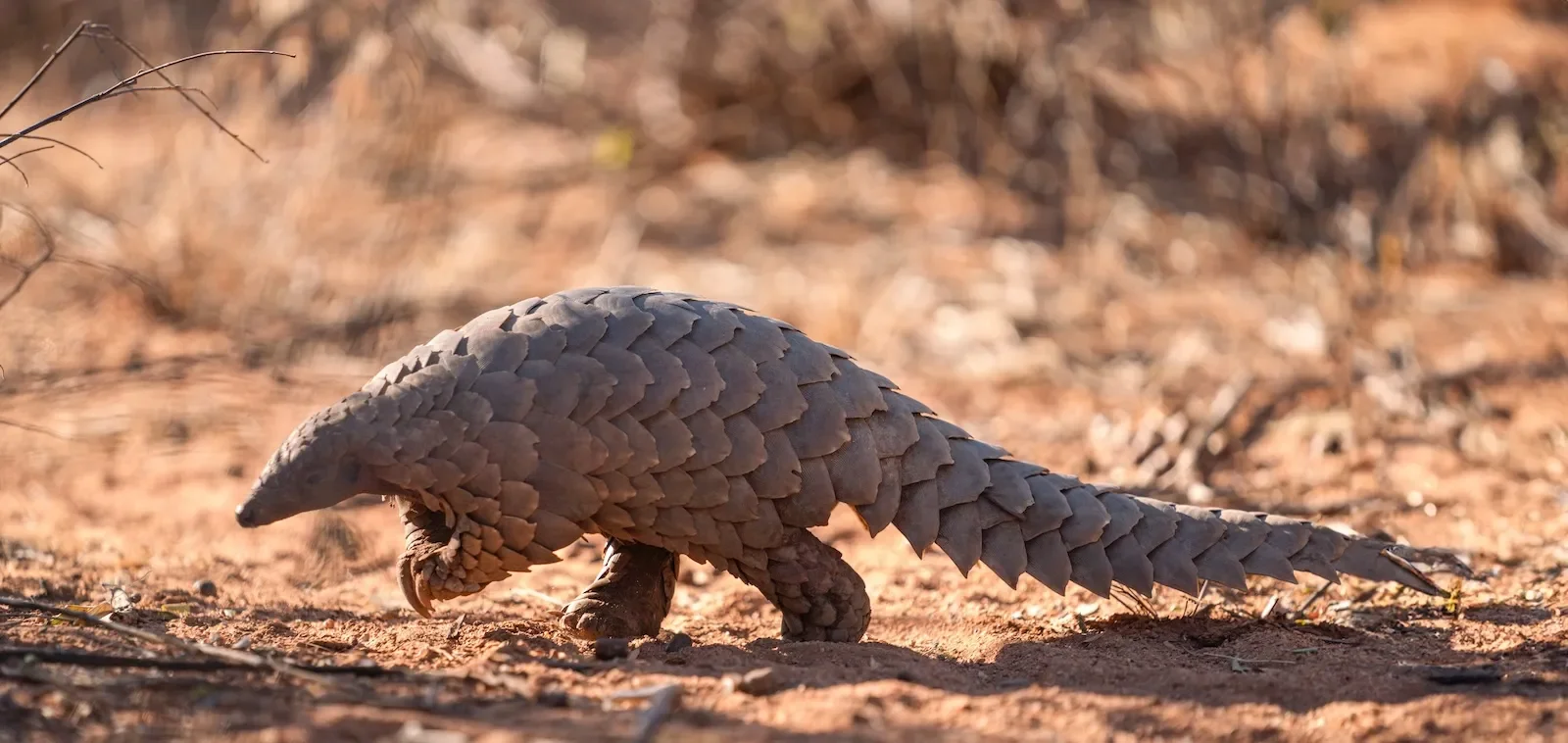 okonjima_lodge_pangolin_trackingnamibia-okonjima-activities-.webp