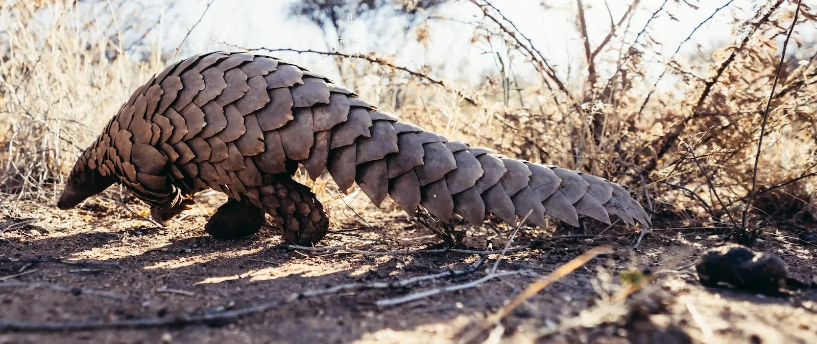 okonjima_lodge_pangolin_trackingnamibia-okonjima-gamedrive-safari-canon-destination-c10-NAM07808-Bearbeitet.webp