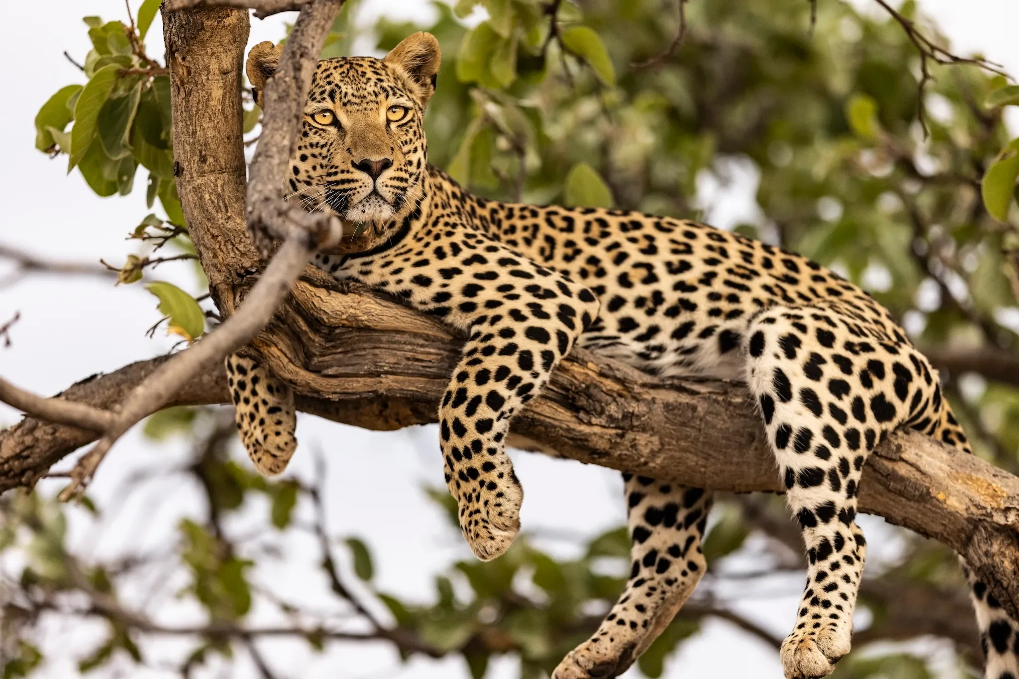 okonjima_nature_reserve_leopard_tracking1.webp