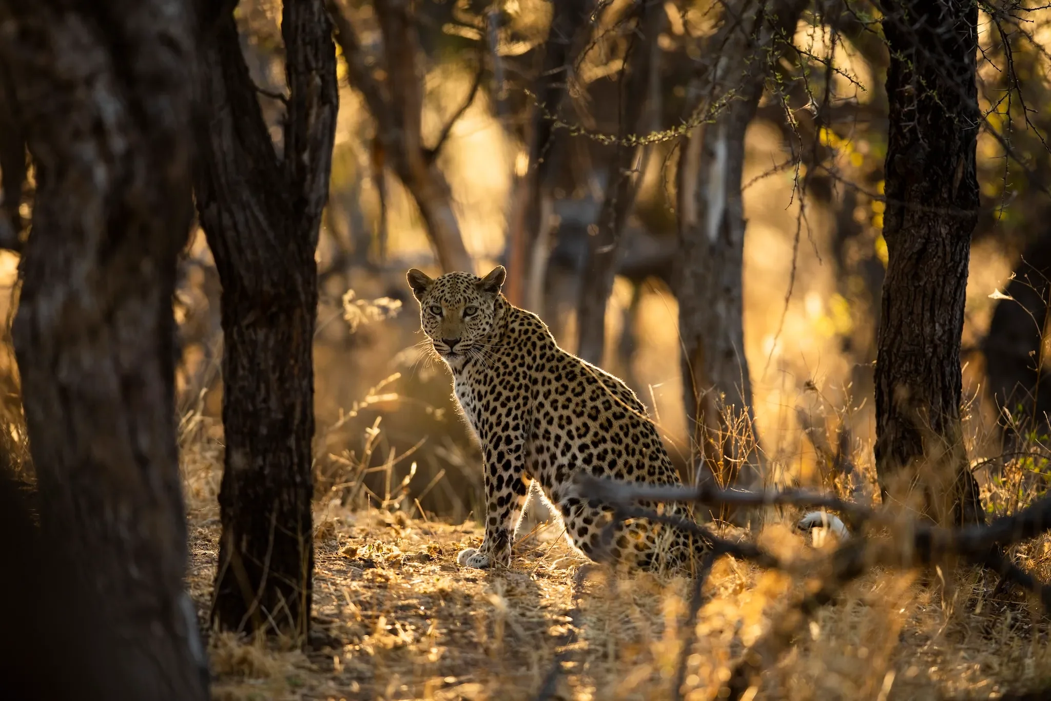okonjima_lodge_namibia6-OR-contact-us.webp