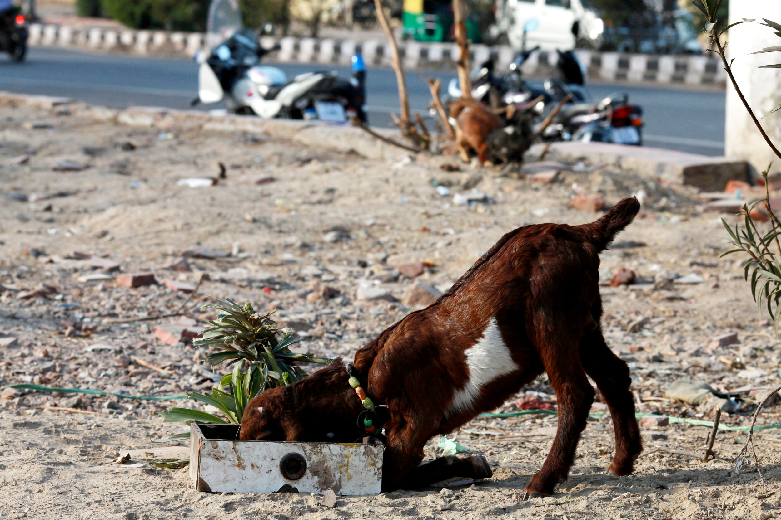 New Delhi, India 2015 by Mel D. Cole