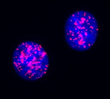 Fluorescent cell 2.jpg