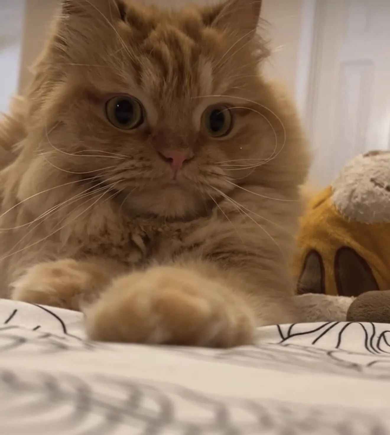 Garfield