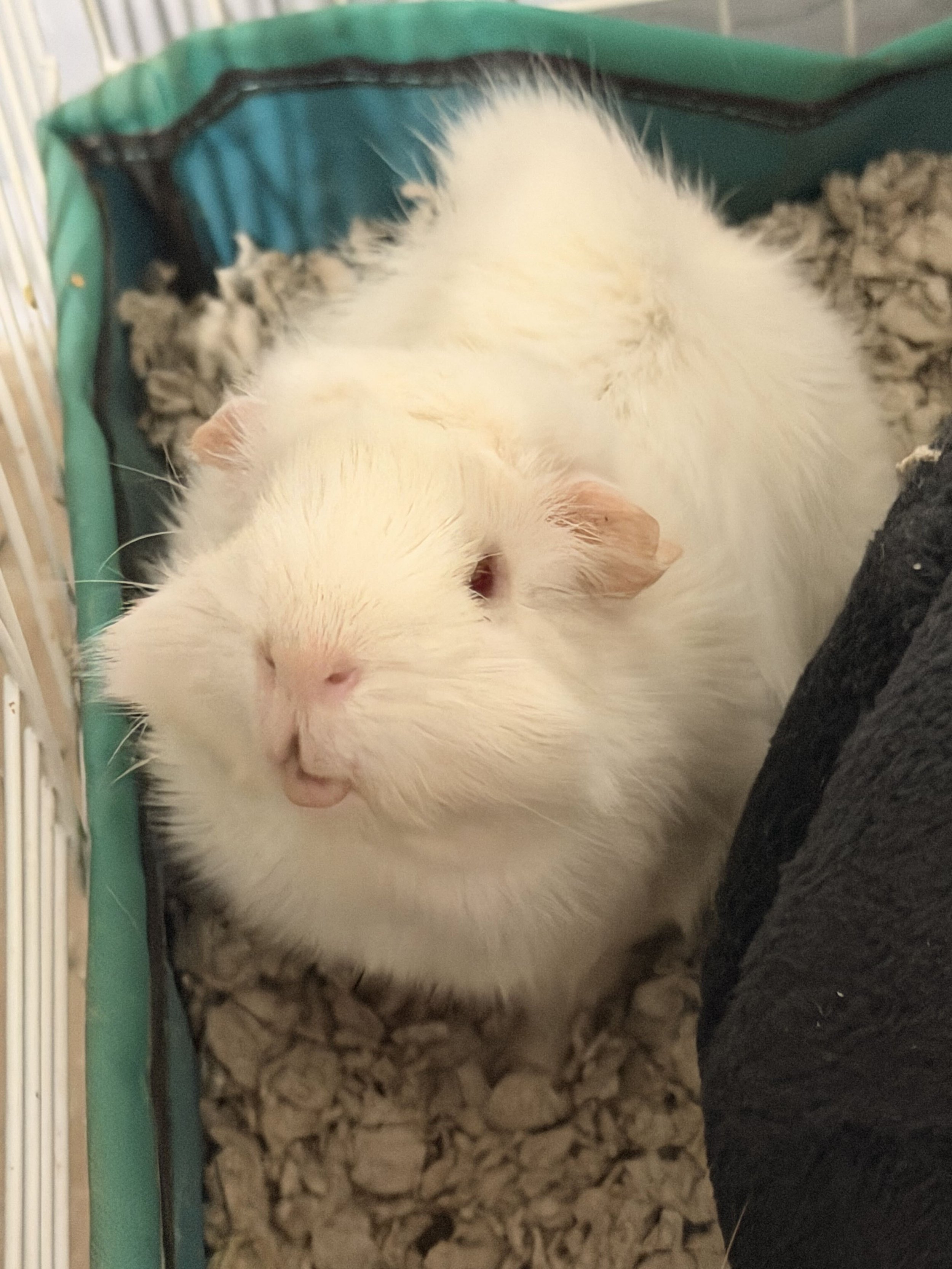 Coconut