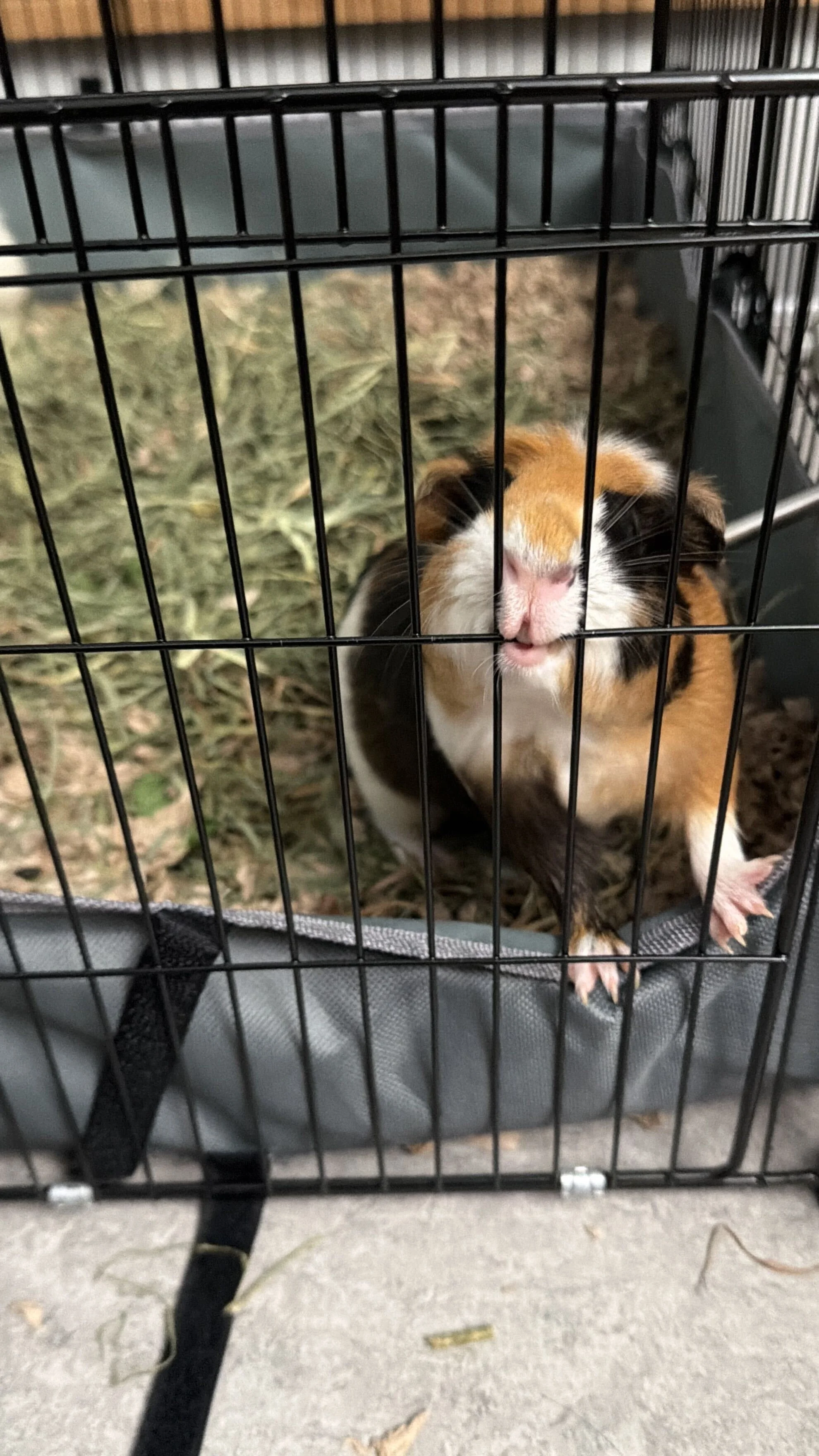 Cinnabon