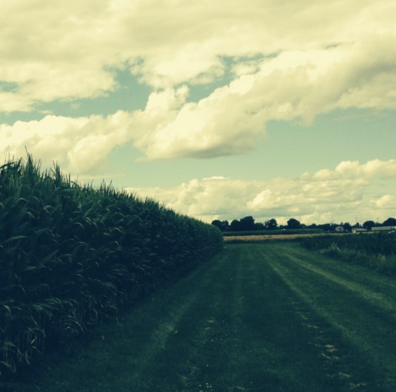Helping to feed our world through the development of advanced crop genomics