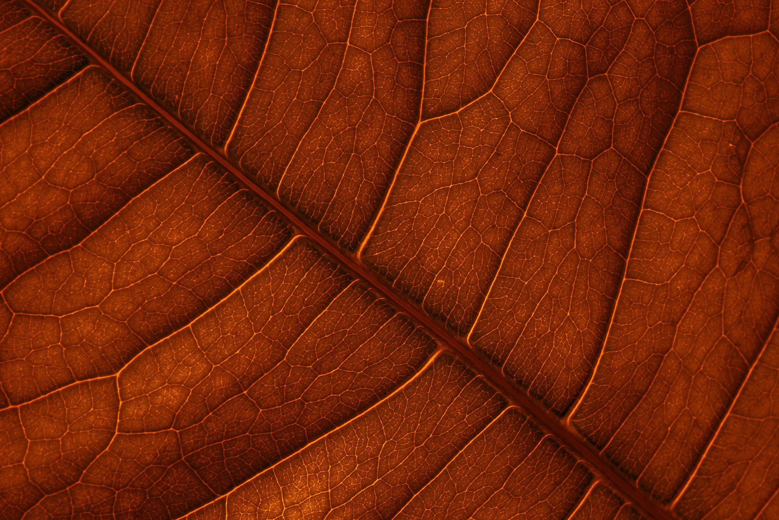 A macro photo of the veins of a brown leaf.