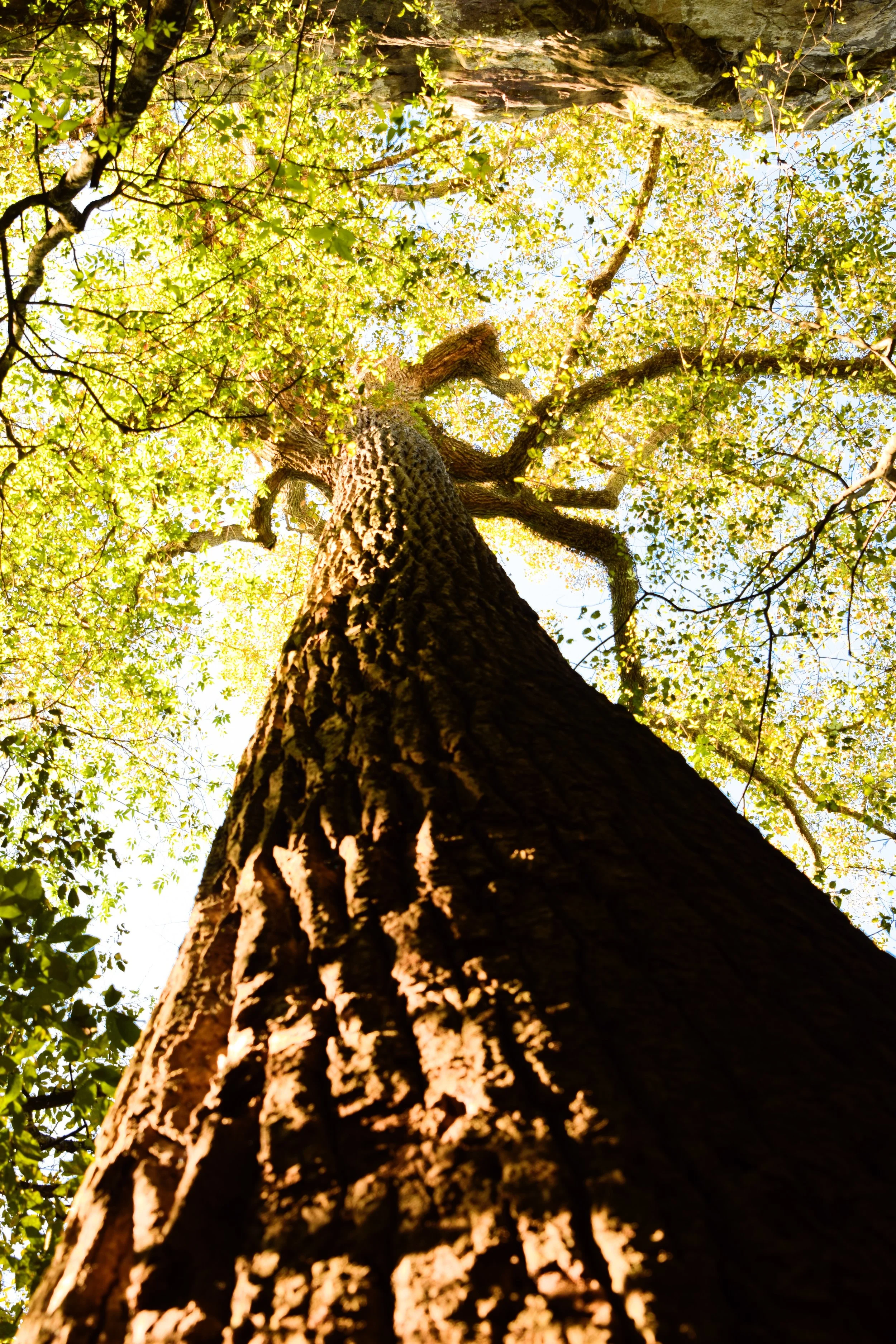 Earth Church Yoga