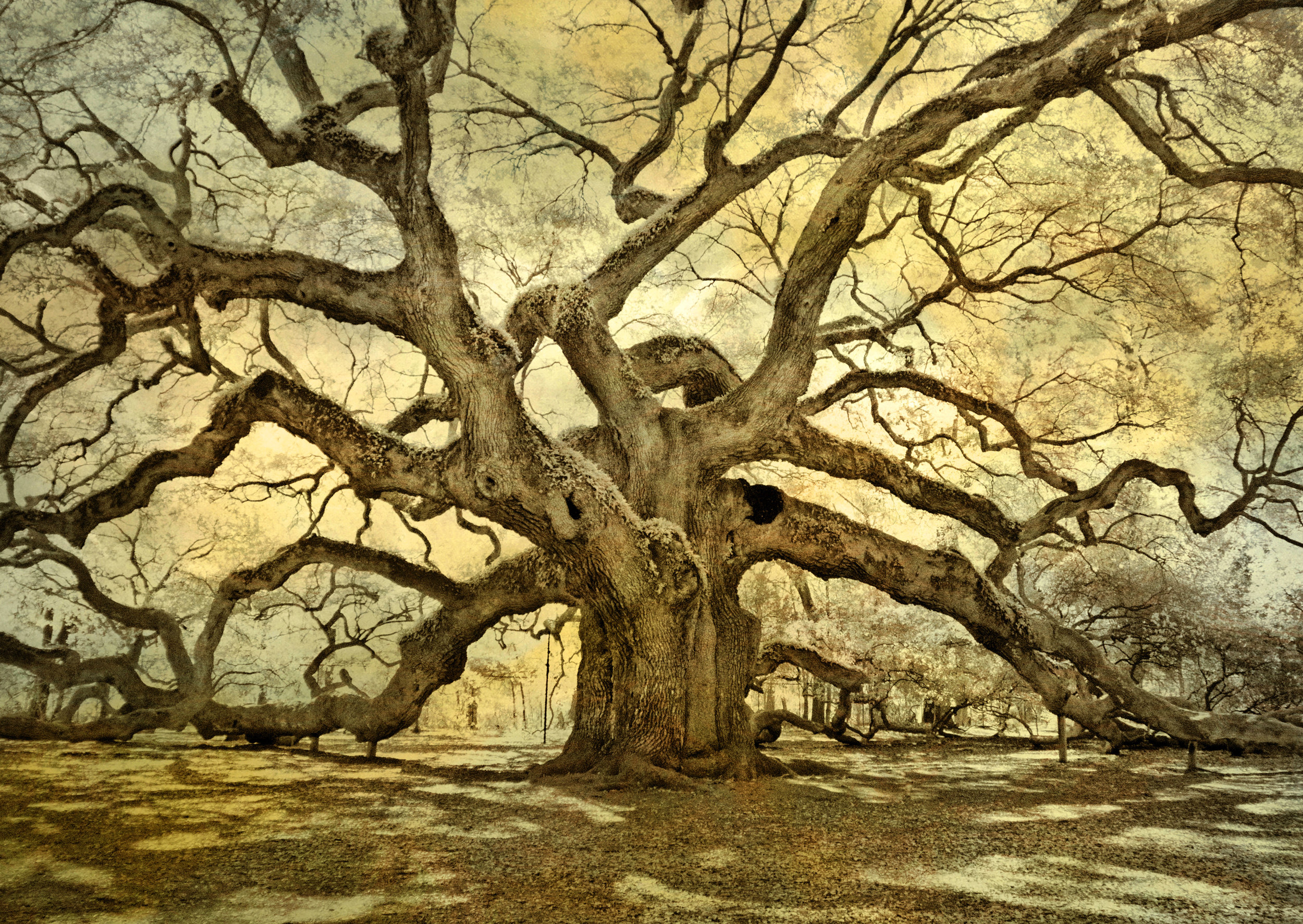 Angel Oak texture.jpg