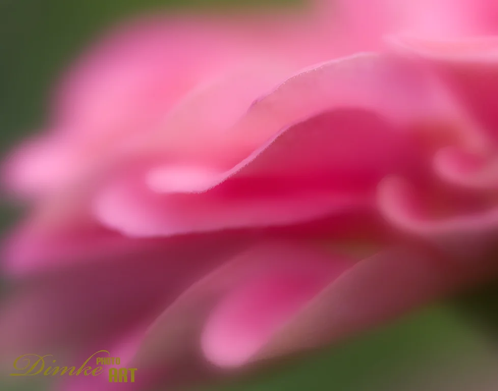 DELICATE EDGE