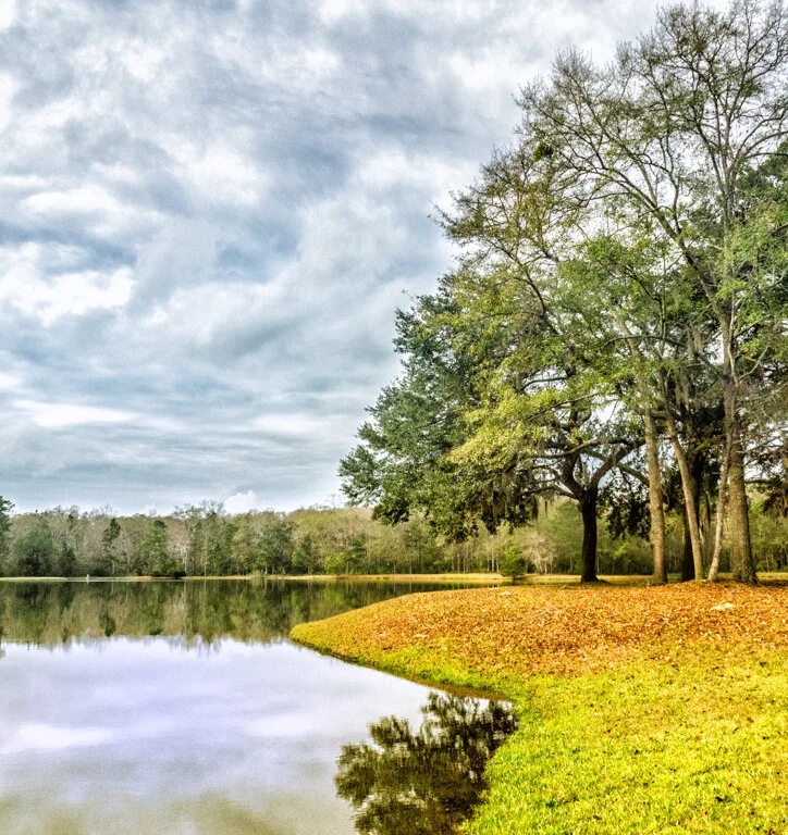 Lake Bellinger Shoreline
