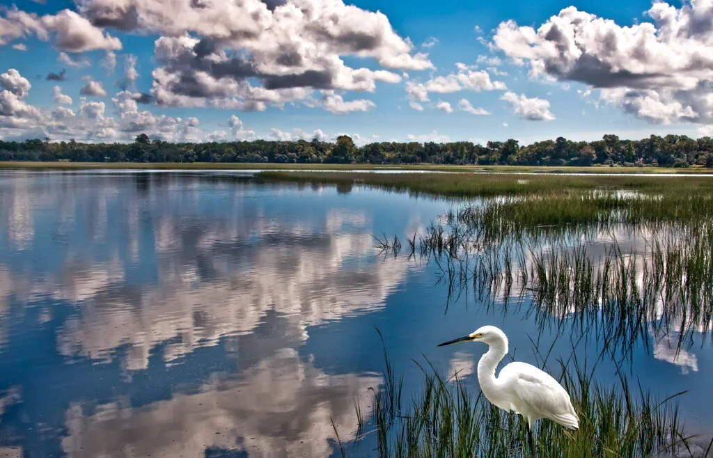 Whale Branch Egret