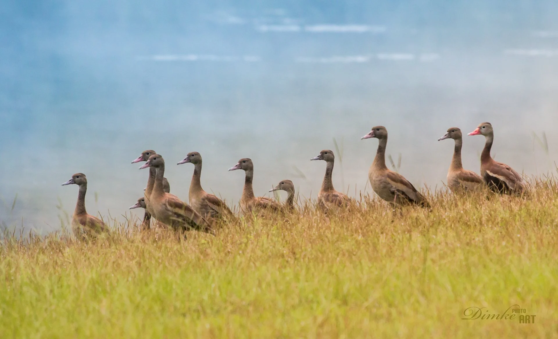 (All the Whistling)  Ducks in a Row