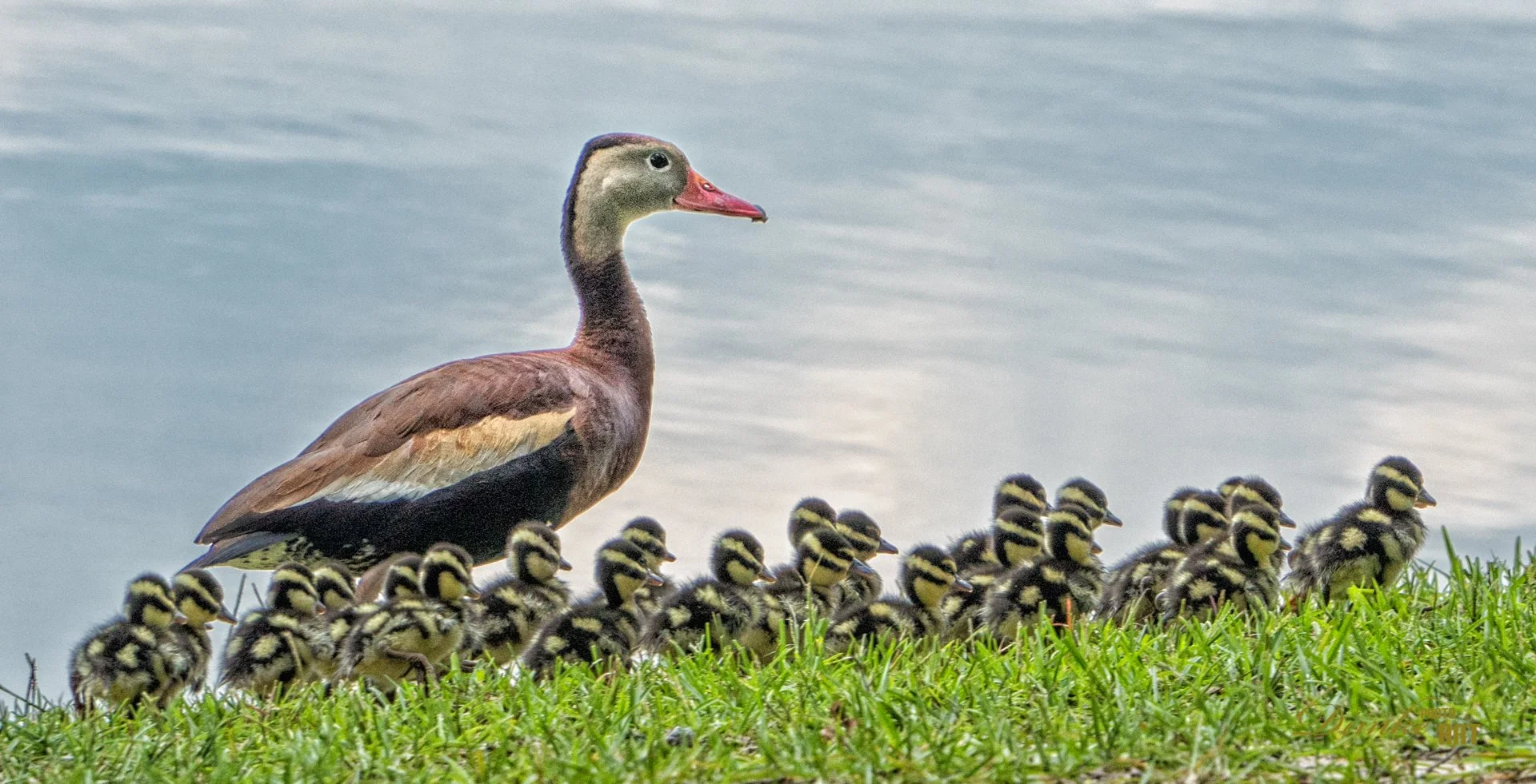 Afternoon Walk - Black Bellied Whistling Duck family