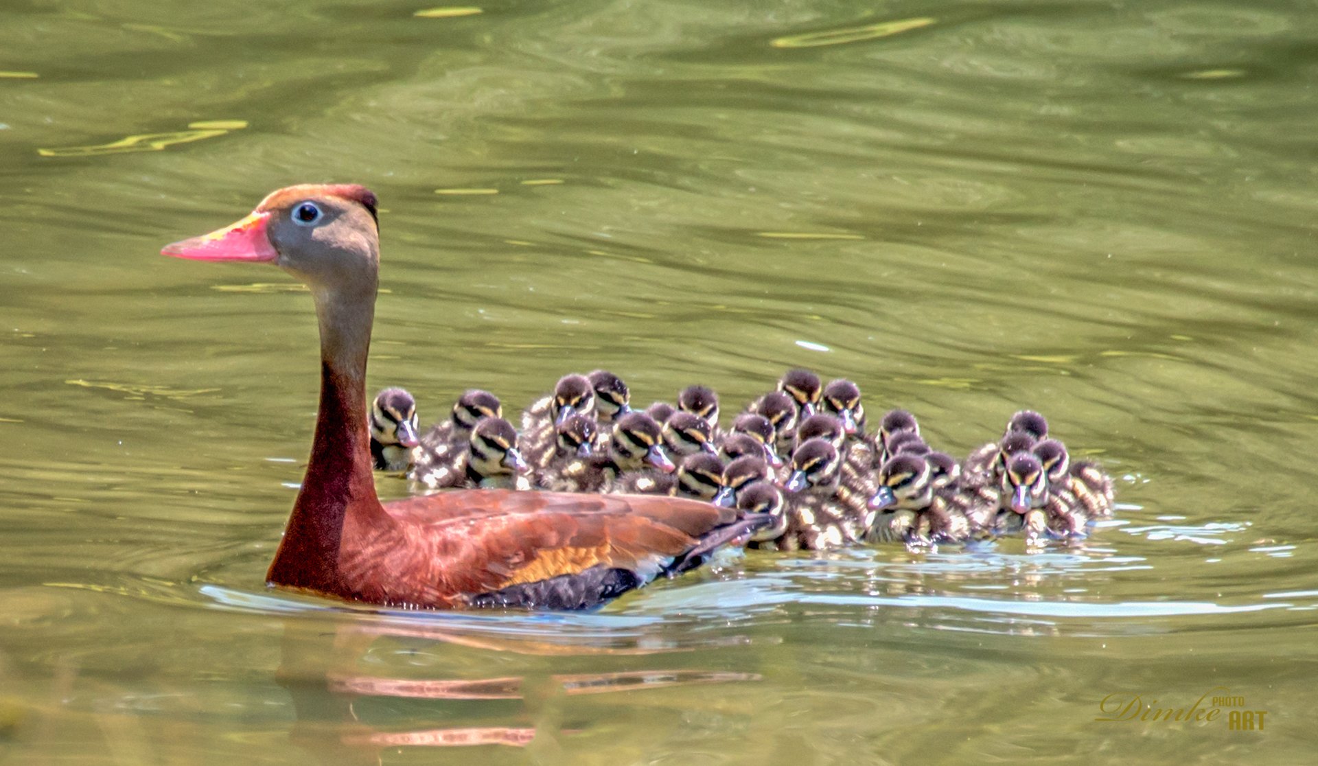 Afternoon Swim - Black Bellied Whistling Duck family