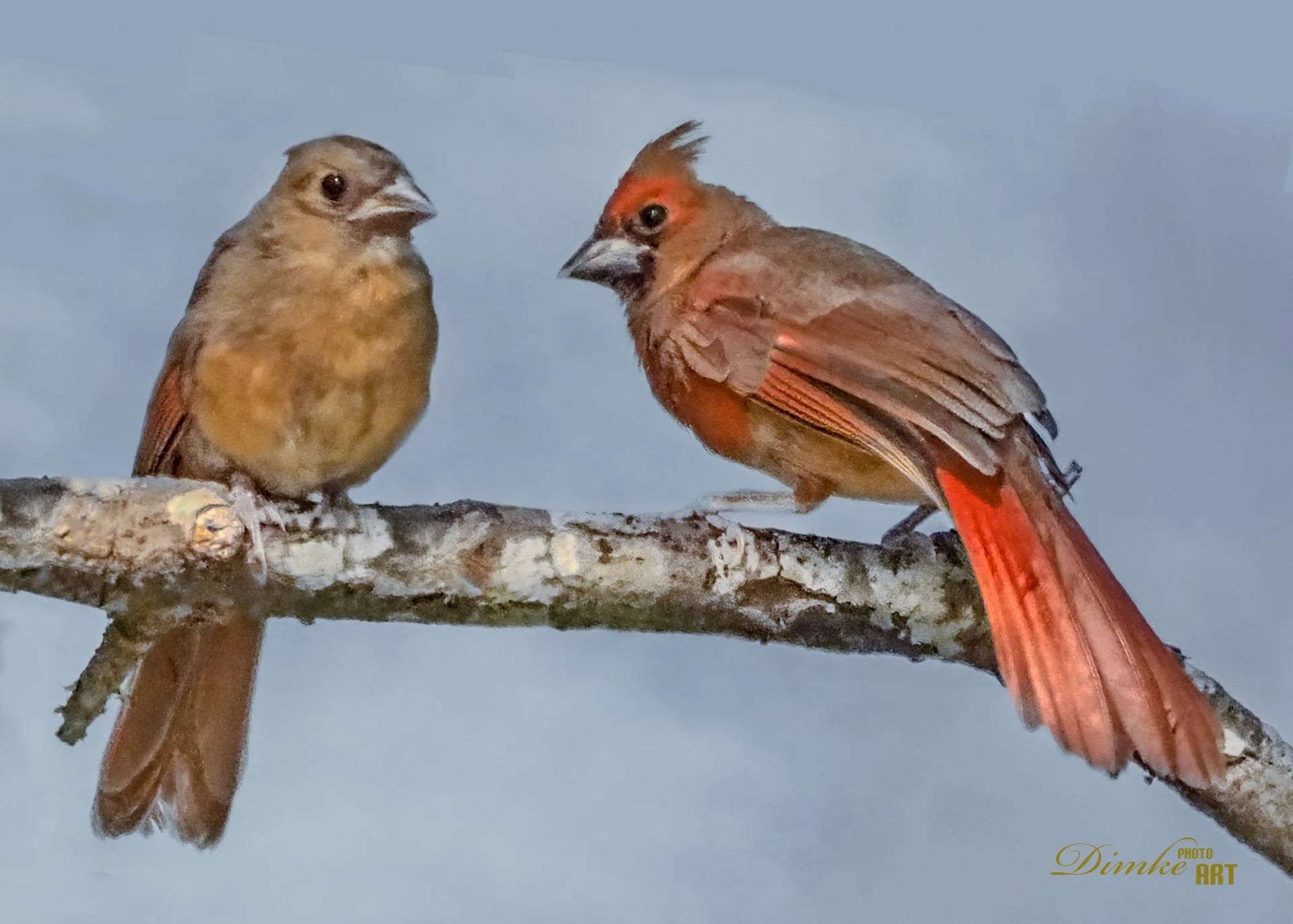 Cardinal Pair