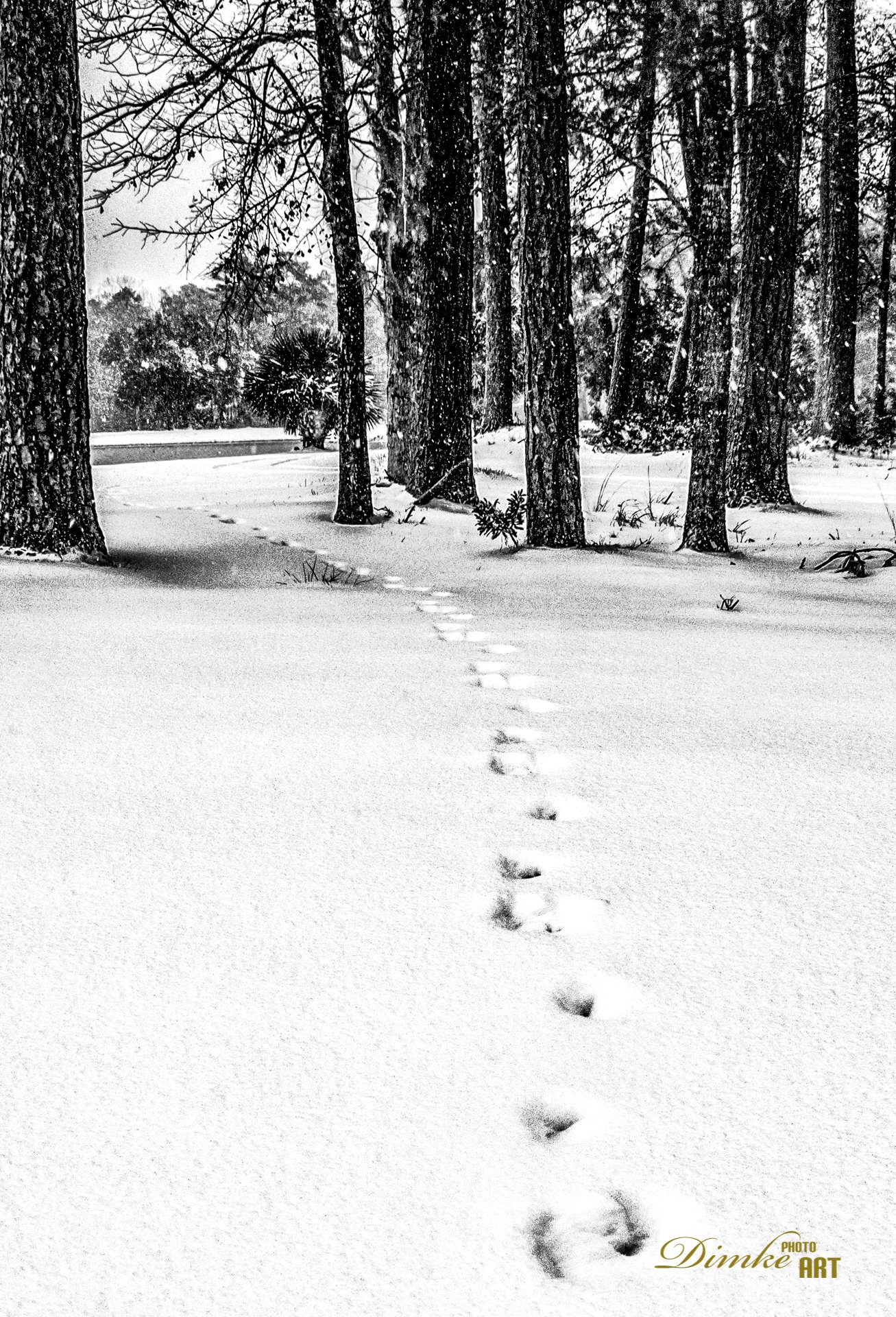 Following Deer Tracks in the Snow