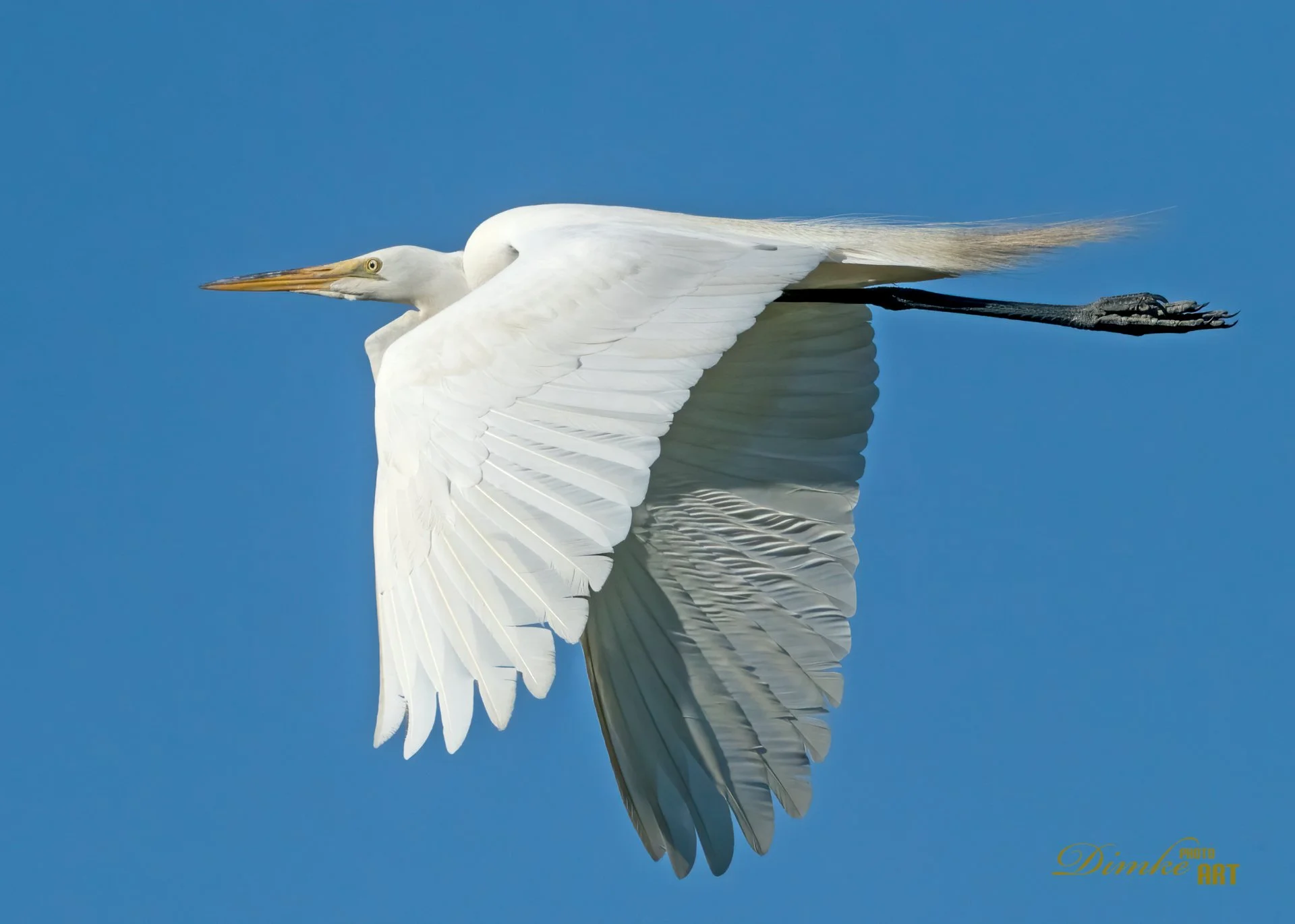 Egret in Flight